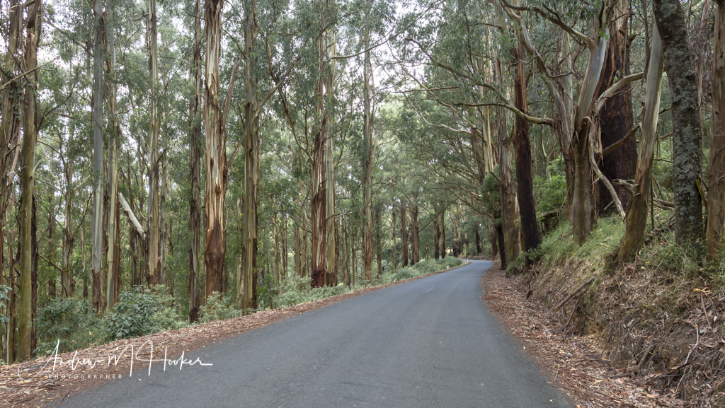 Warragul Plantation